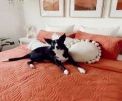 Sarah has also adopted a dog who often appears in her posts.
